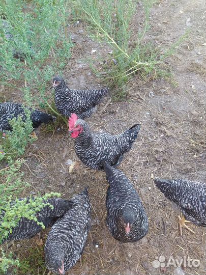 Продам петушков в возрасте 5 месяцев