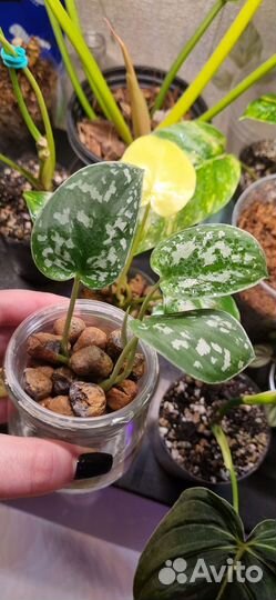 Сциндапсус пиктус