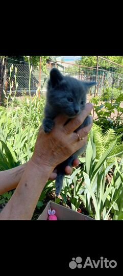 Котята отдам бесплатно