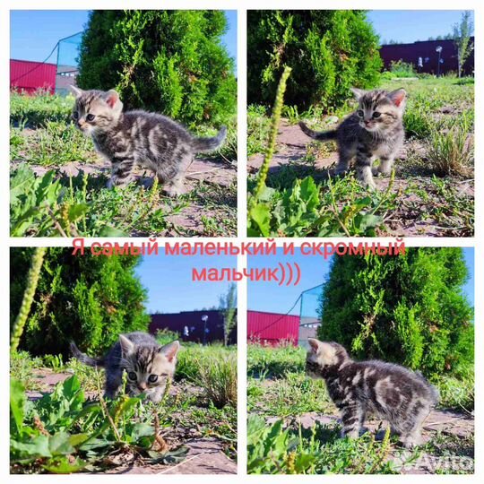 Котята в добрые руки