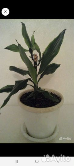 Драцены 2 сорта, фикус Голден Кинг