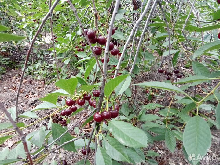 Саженцы вишни сорт 