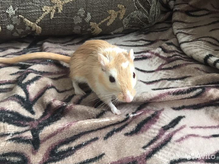 Песчанка вязка