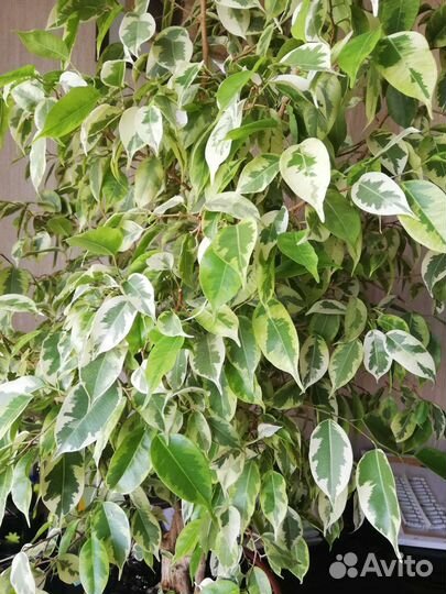Фикус бенджамина пестролистный
