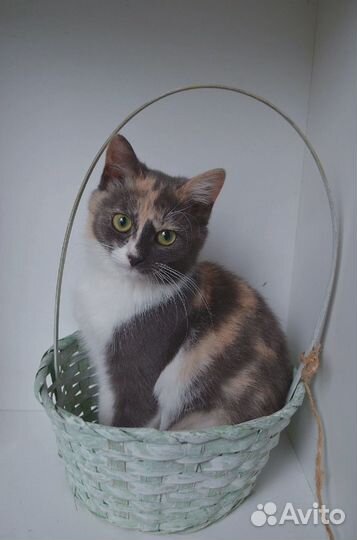 Кошечка в добрые руки отдается без самовыгула