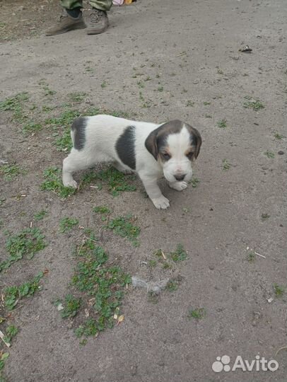 Щенки русской гончей