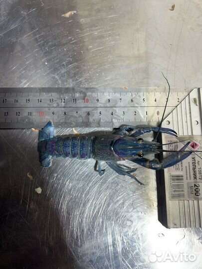 Малек австралийского рака