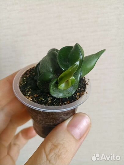 Хойя Куртиси, Эскимо, Полинейра, Ретуза, Матильда