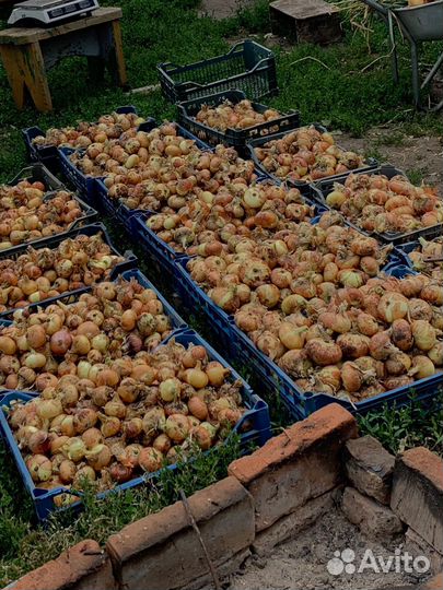 Лук репчатый, чеснок