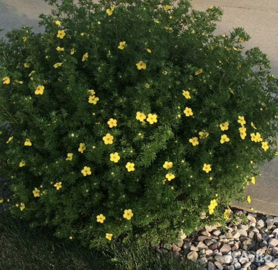 Лапчатка «Курильский чай»