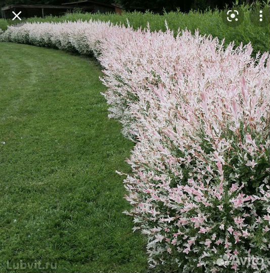 Ива цельнолистная Хакуро-Нишики (Hakuro-nishiki)