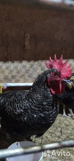 Петух Лакеданзи