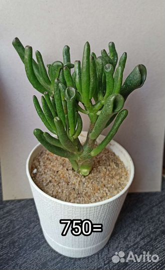 Крассула дороти, пагода, голум,суккуленты