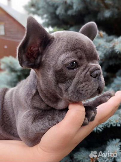 Французский бульдог мальчик