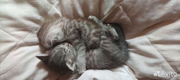 Продажа шотландских котят