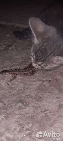 Коты-крысоловы