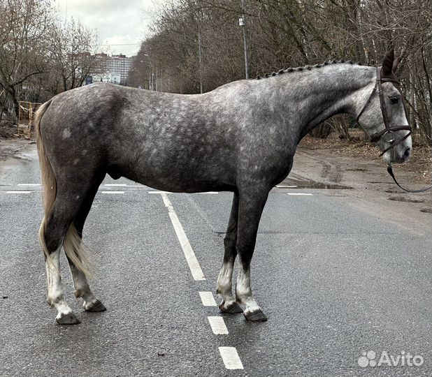 Универсальный молодой мерин