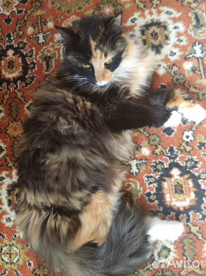 Кошка в дар бесплатно