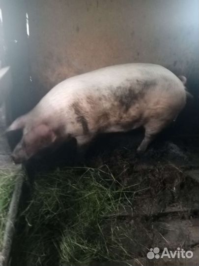 Кабан кастрированный, с детства за (1кг)м/с