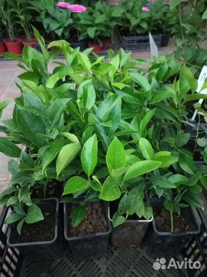 Лимон саженцы