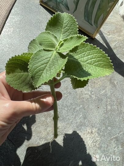 Плектрантус домашняя мята в горшке