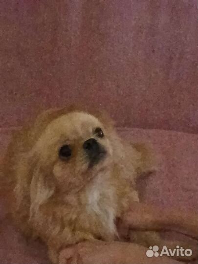 Щенок помесь пекинеса и японского хина