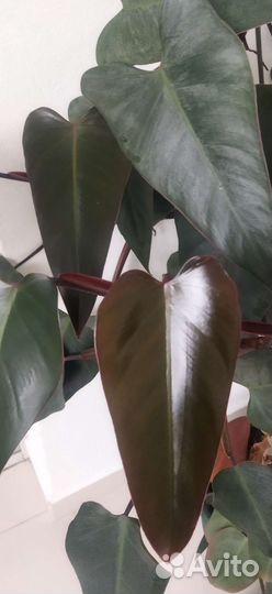 Филодендрон
