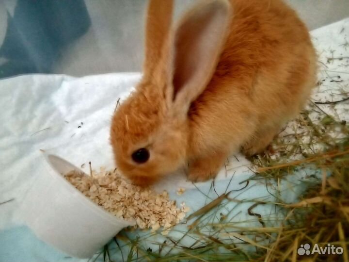 Карликовый кролик