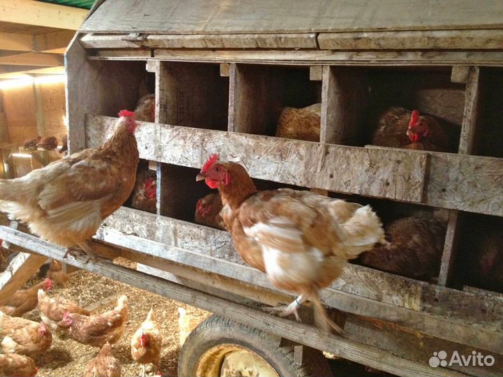 Куры молодки, бройлеры в Крупском