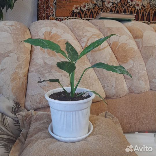 Спатифиллум