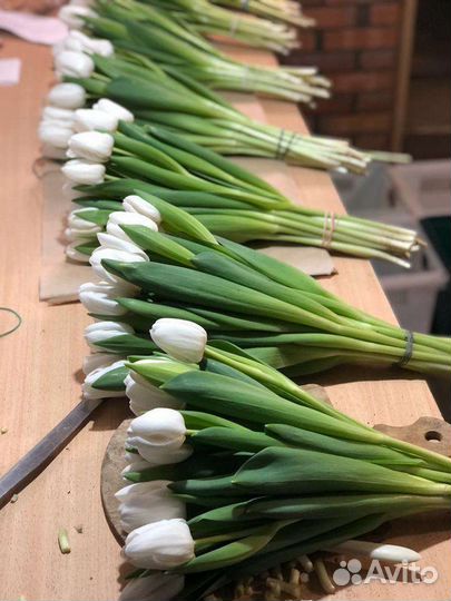 Цветы тюльпаны