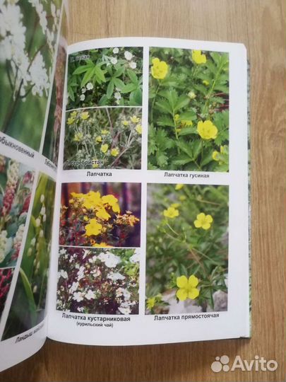 Книги о лекарственных и дикорастущих растениях