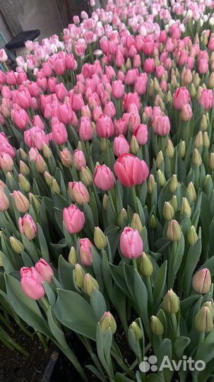 Продам тюльпаны