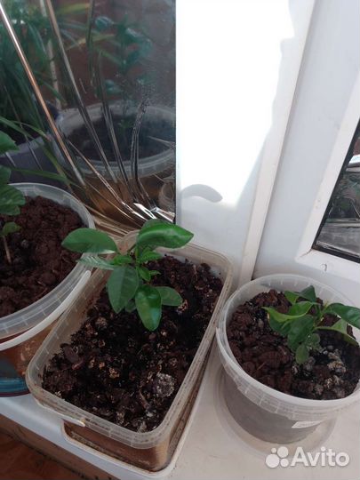 Мандариновое дерево