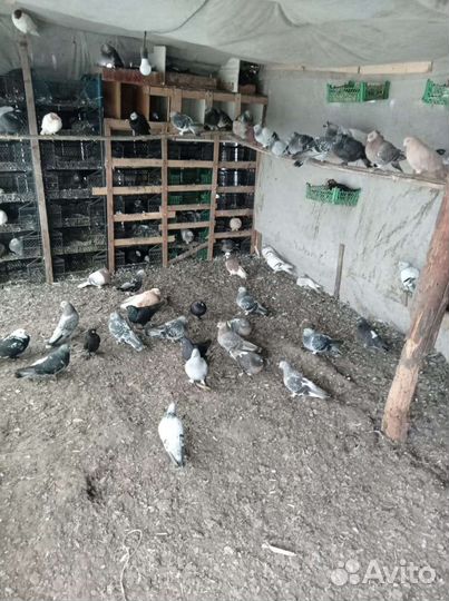 Голубь турецкие такла продажа