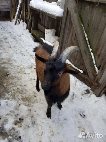 Чешский козел