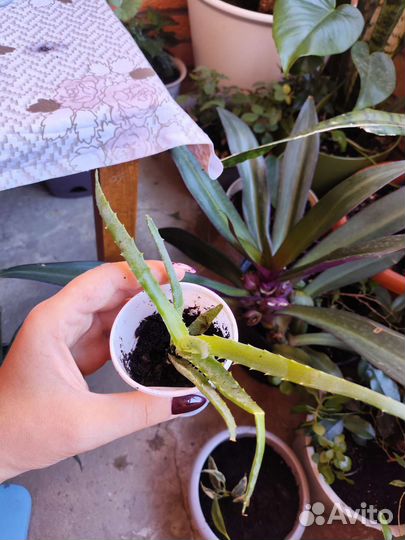 Алоэ вера растение