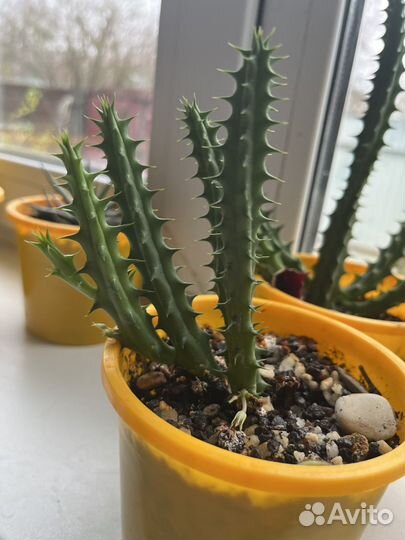 Кактус гуэрния цветет