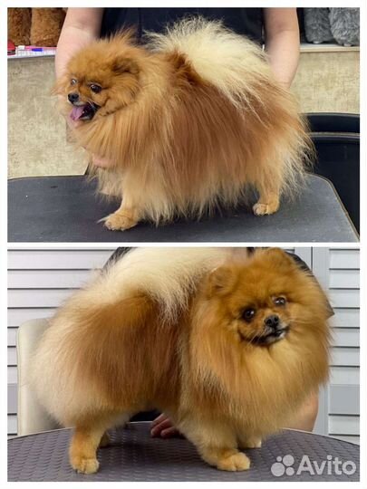 Груминг(стрижка собак и кошек)