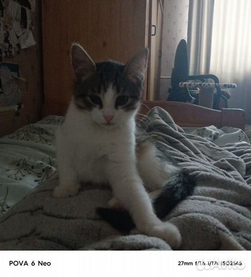 Отдам бесплатно