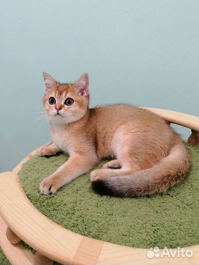 Шотландский шиншилловый котенок