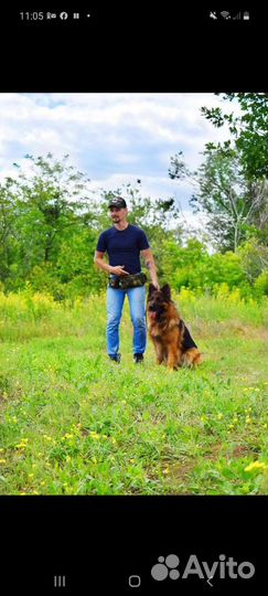Услуги кинолога