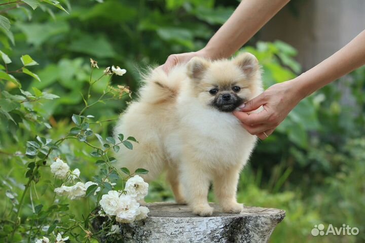 Шпиц девочка эксклюзив mini