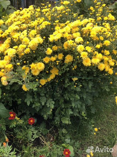 Хризантема