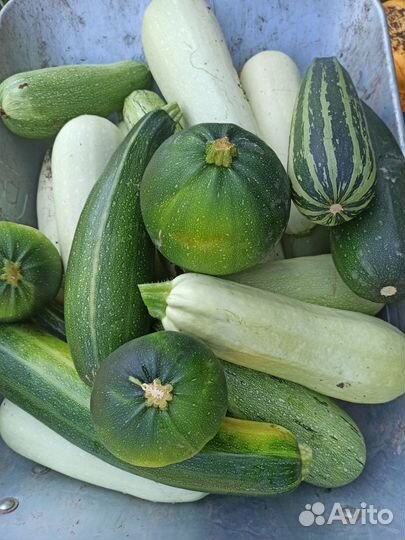 Кабачки домашние