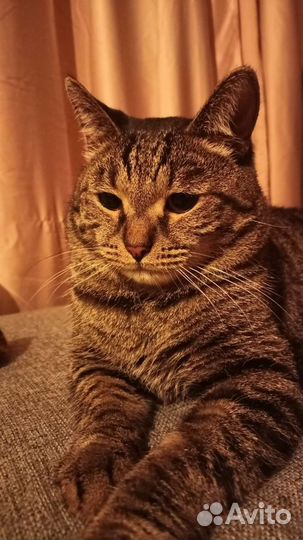 Передержка кошек и маленьких собачек