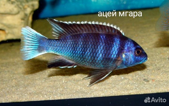 Цихлиды малавийцы