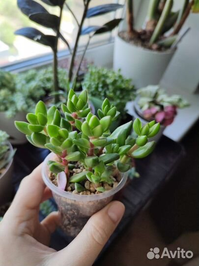Суккуленты / комнатные цветы