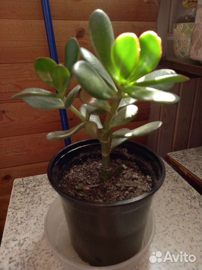 Комнатные и уличные растения