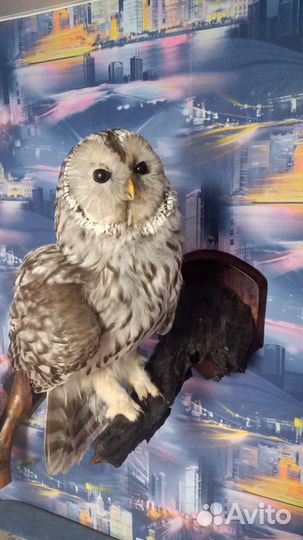 Продам новые чучела птиц